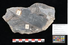 Foto (Objekt + Etikett) von Laccopteris muensteri Schenk (NHMW-GEO-2024-0188-10523)